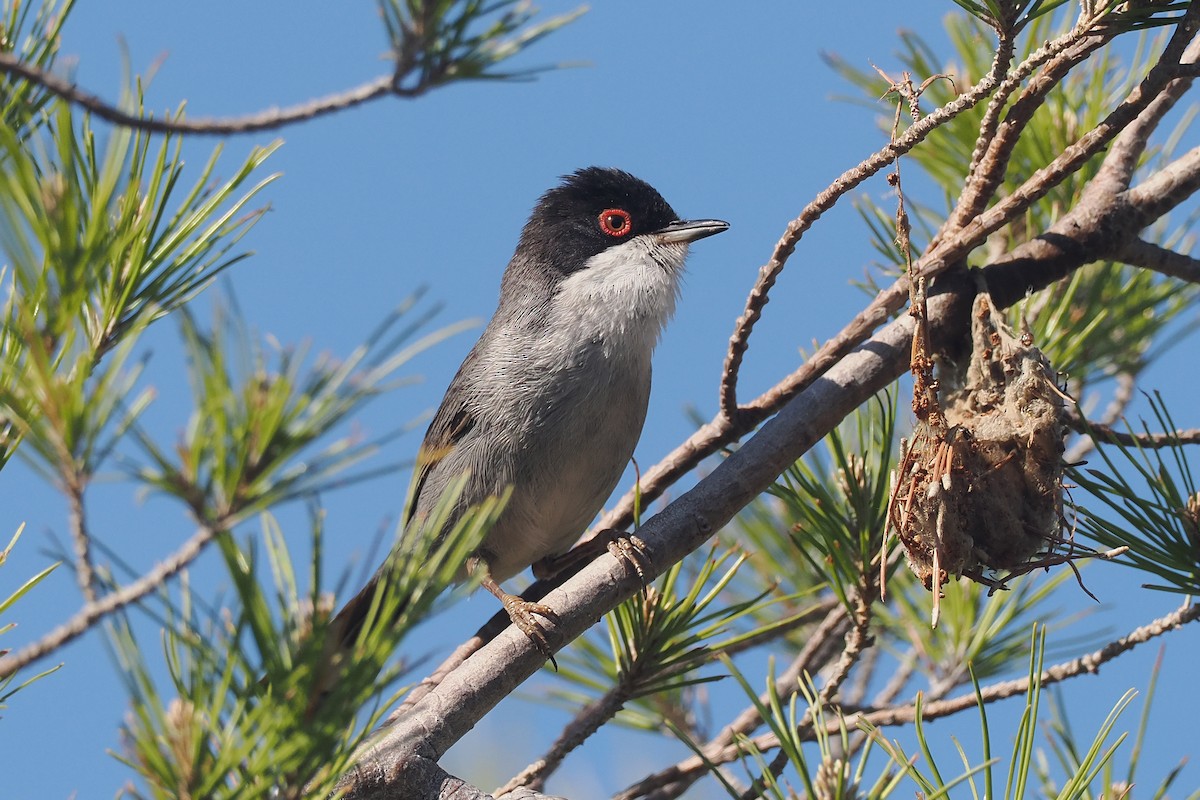 Sardinian Warbler - Donna Pomeroy