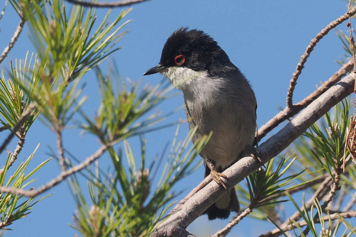 Sardinian Warbler - Donna Pomeroy