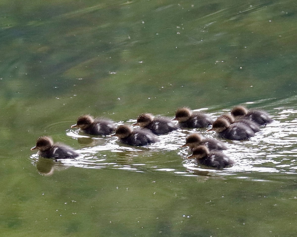 Hooded Merganser - Sue Kurtz