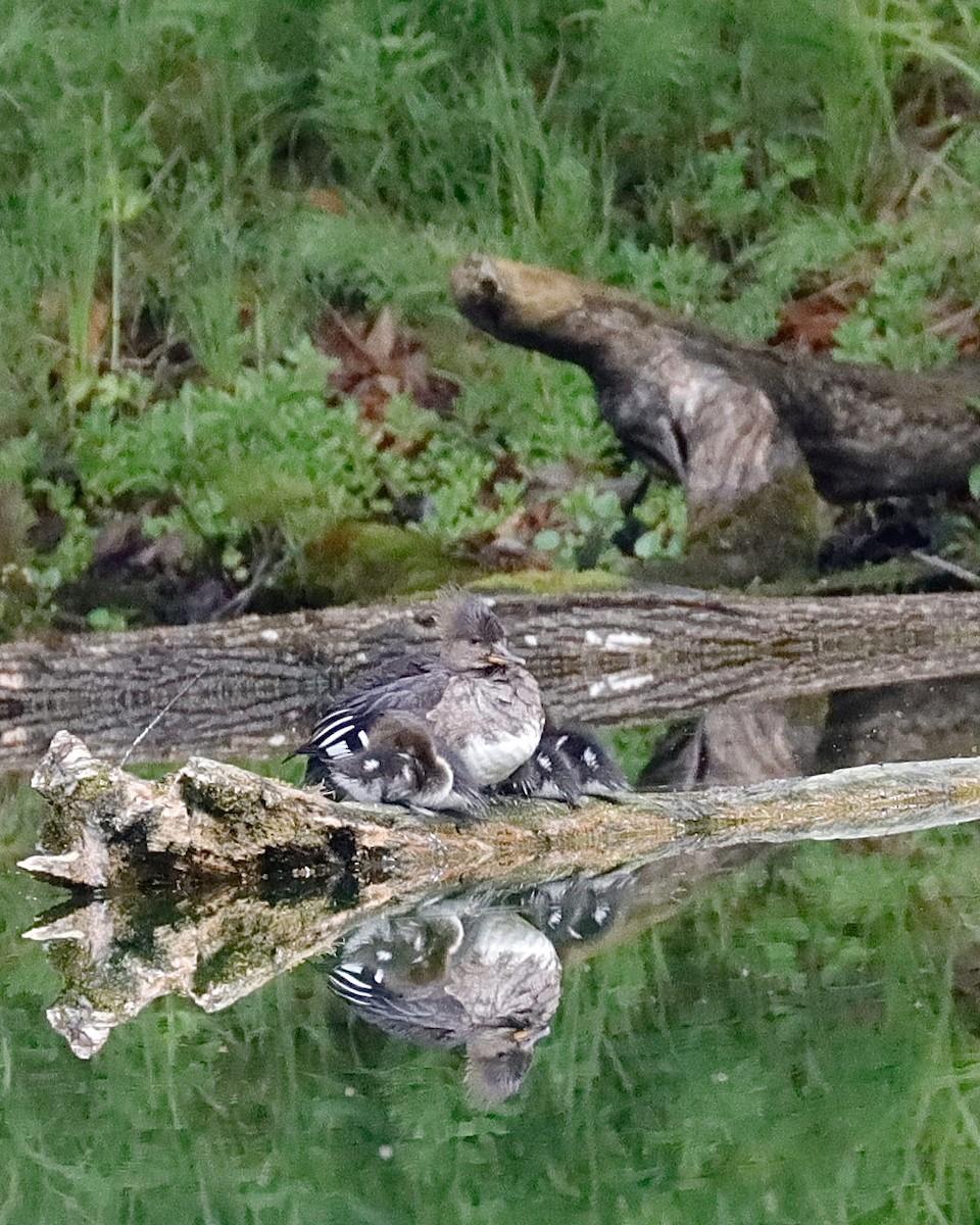 Hooded Merganser - Sue Kurtz