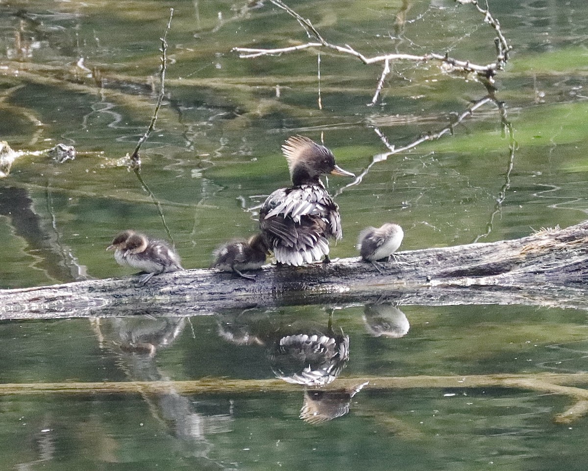 Hooded Merganser - Sue Kurtz