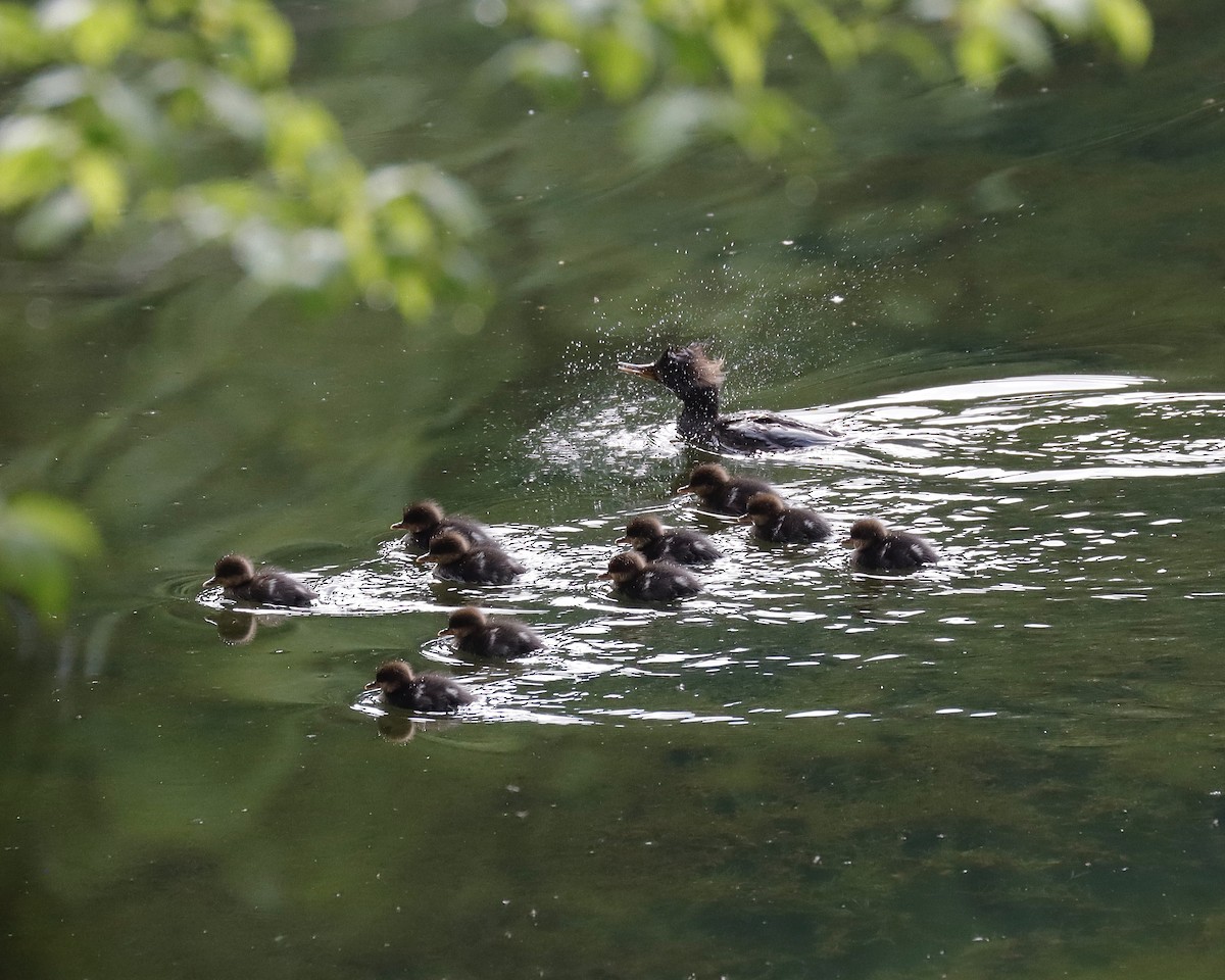 Hooded Merganser - Sue Kurtz