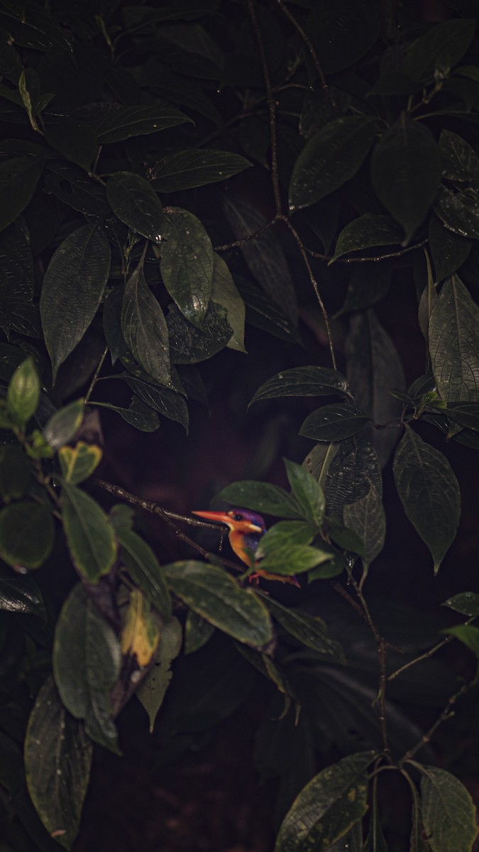 Black-backed Dwarf-Kingfisher - Amatya Sharma