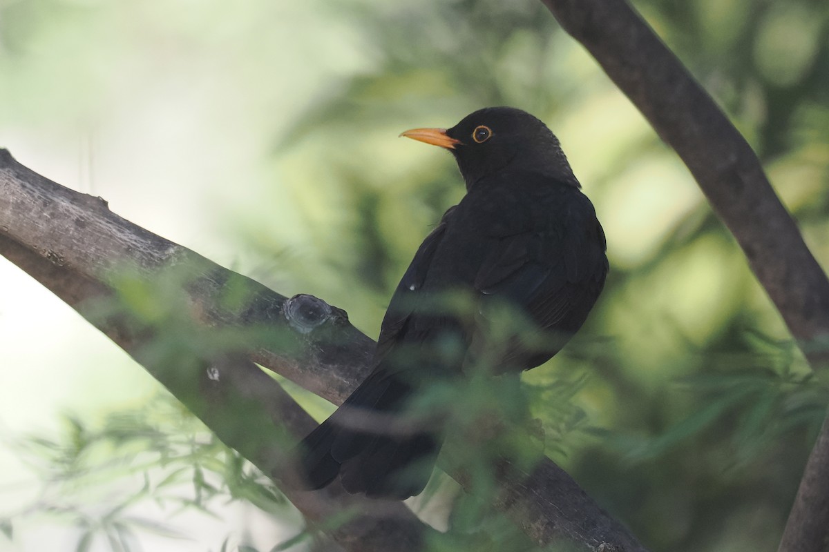 Eurasian Blackbird - Donna Pomeroy