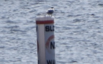 tern sp. - Liam Gilroy