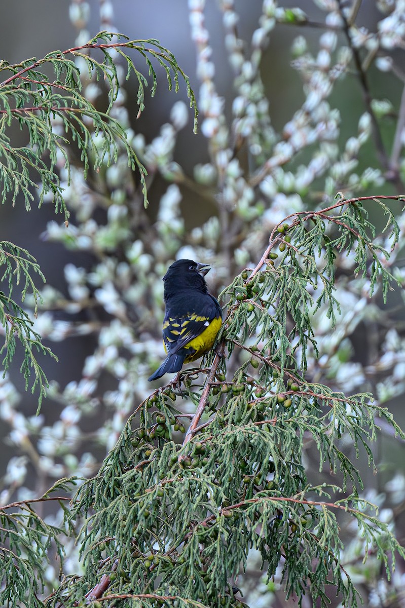 White-winged Grosbeak - Sudhir Paul