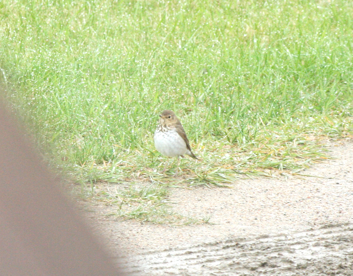 Swainson's Thrush - Muriel & Jennifer Mueller