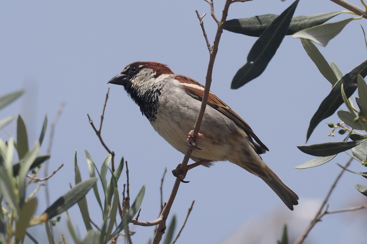 House Sparrow - Donna Pomeroy