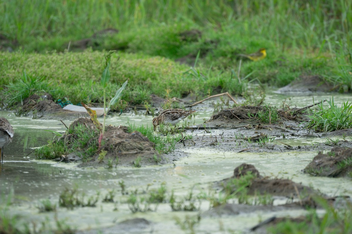 Common Snipe - Minjun Kim