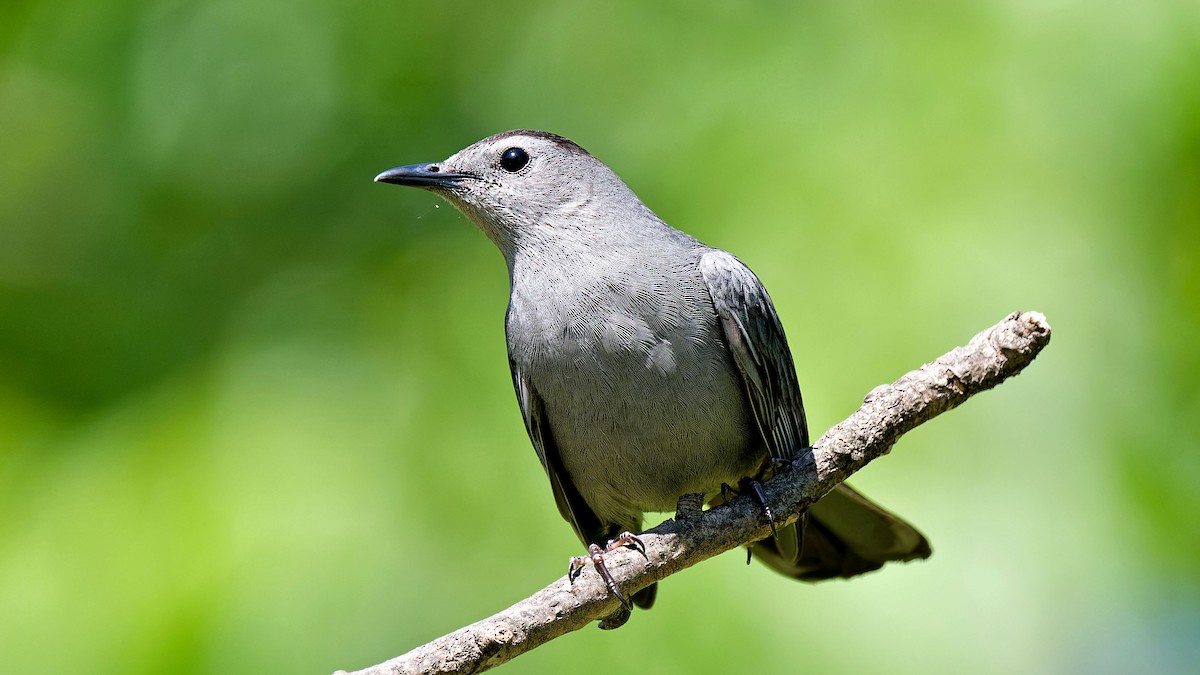 Gray Catbird - Craig Becker