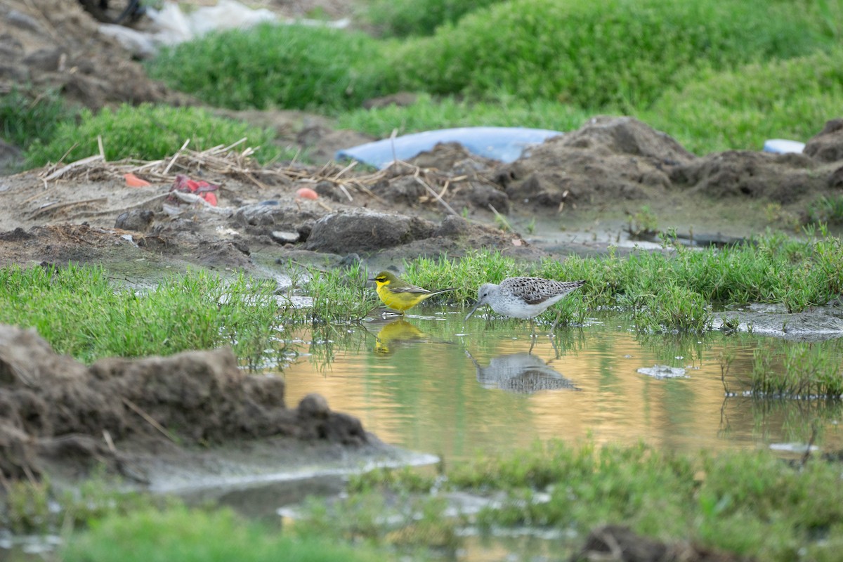 Common Greenshank - Minjun Kim