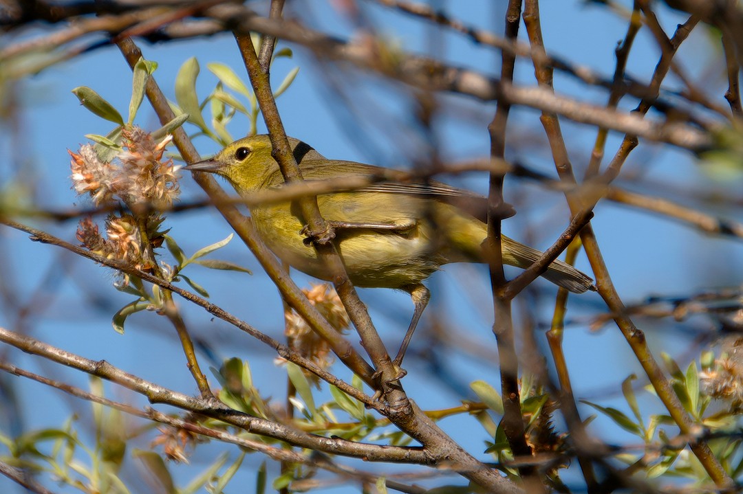 Orange-crowned Warbler - CJ FLICK