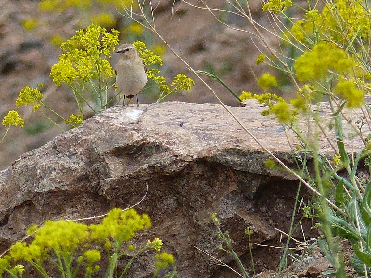 Atlas Wheatear - Jorge López Álvarez