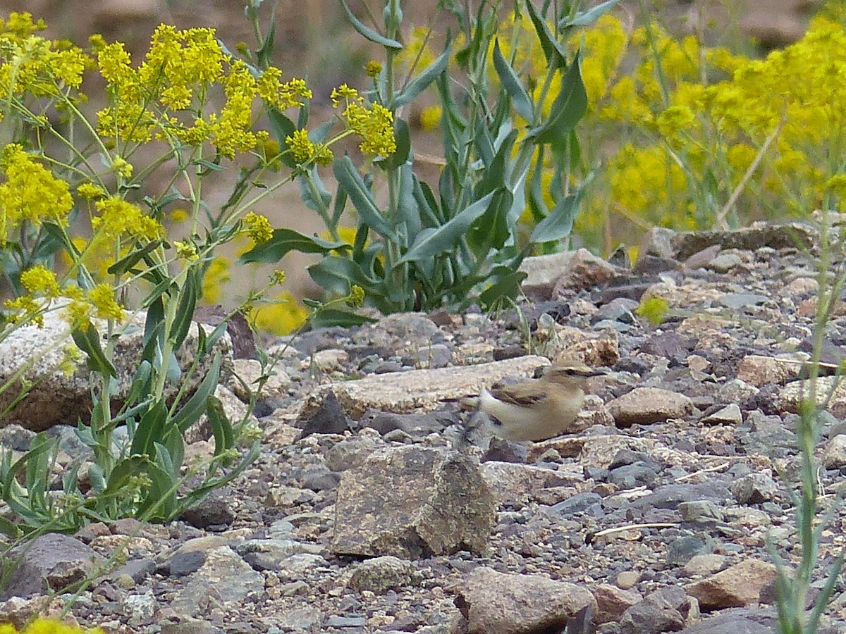 Atlas Wheatear - Jorge López Álvarez