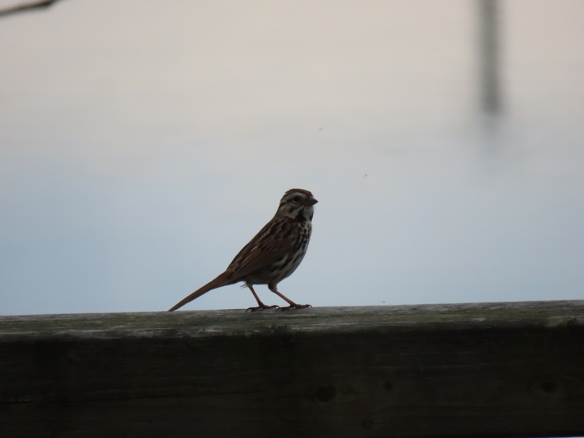 Song Sparrow - Francine Tremblay