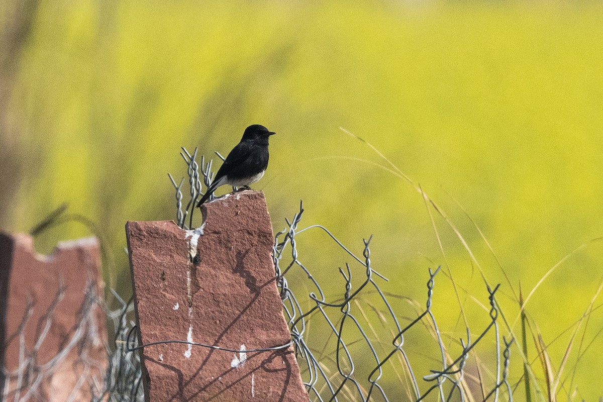 Pied Bushchat - Wachara  Sanguansombat