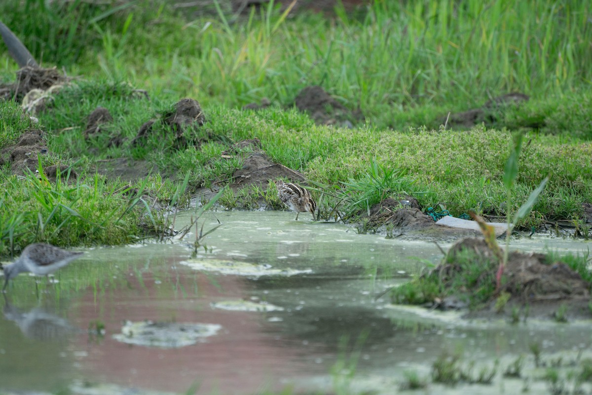 Common Snipe - Minjun Kim