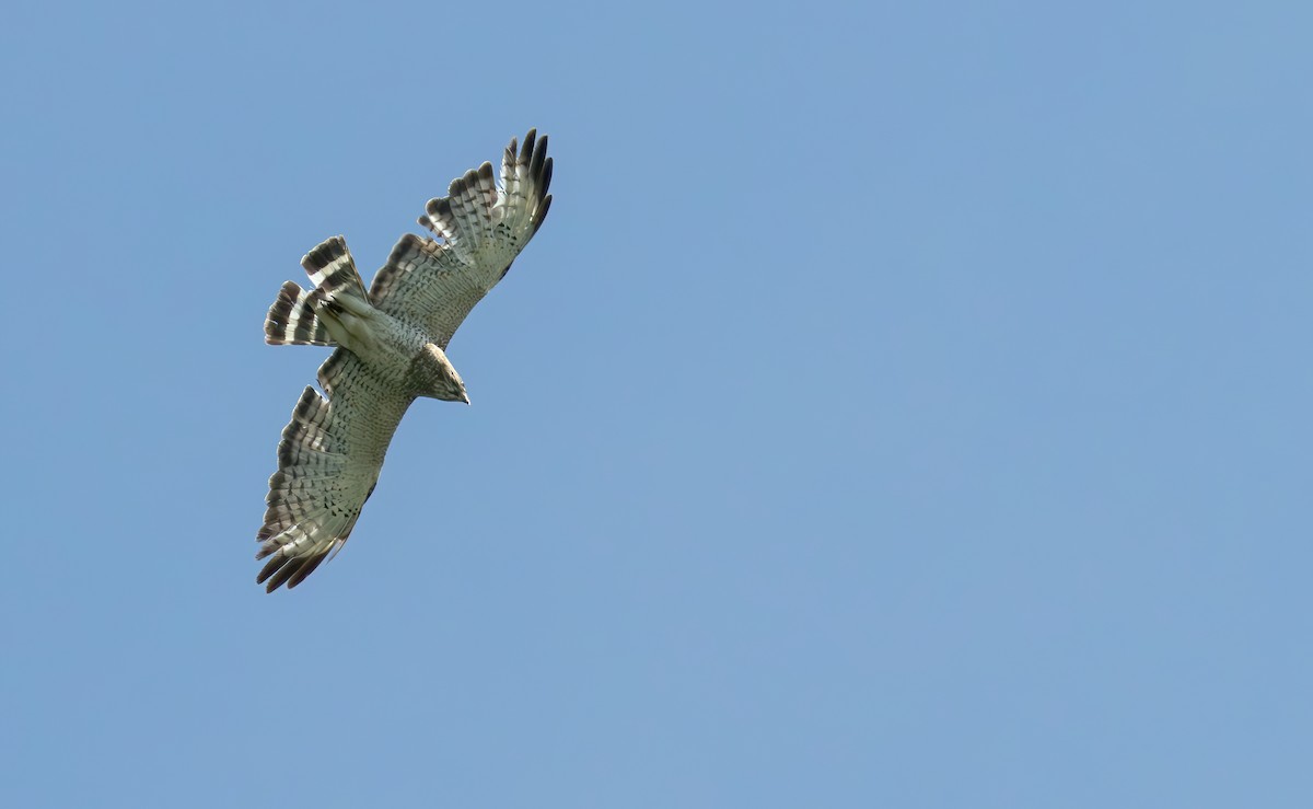 Broad-winged Hawk - Connor Cochrane