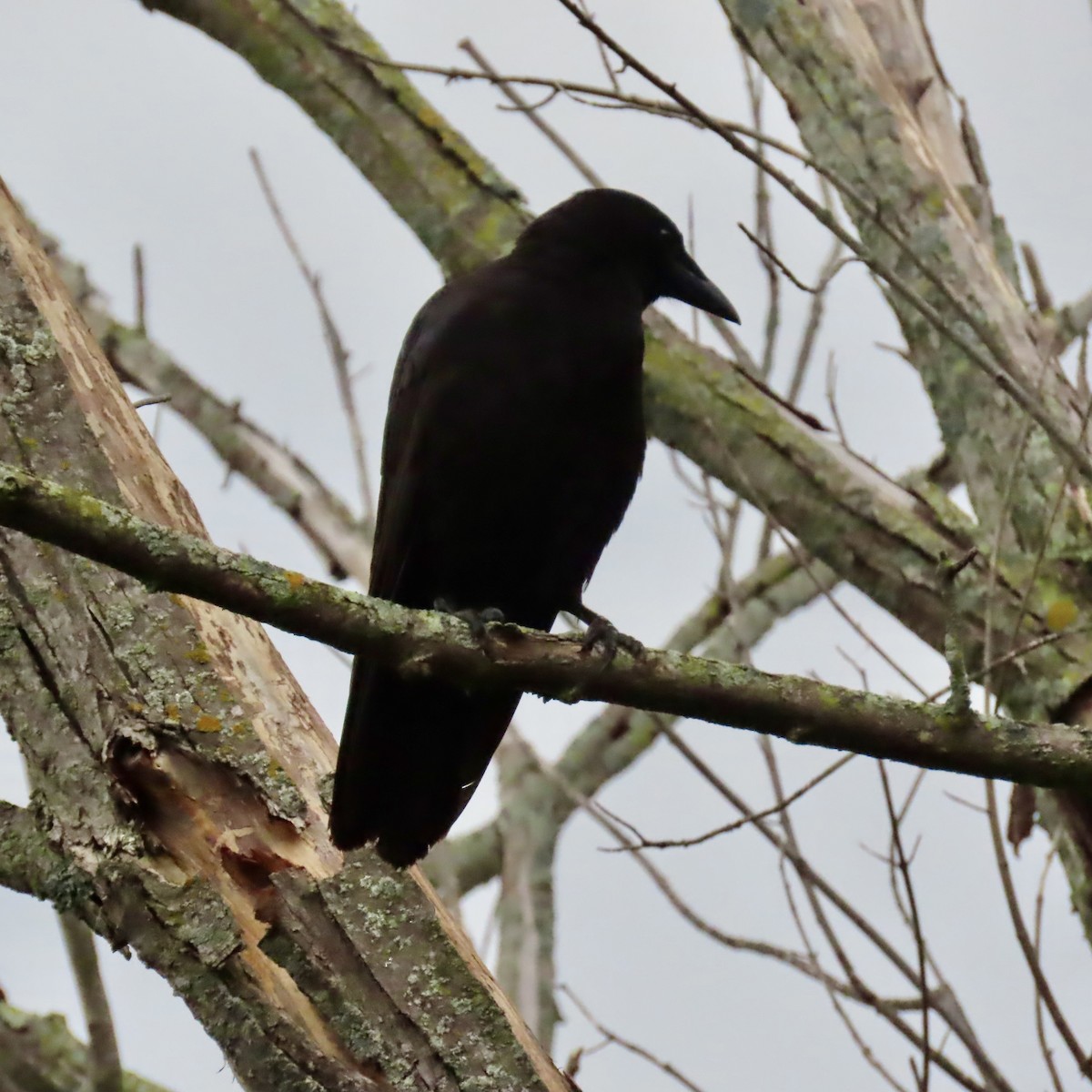 American Crow - Jocelyn K