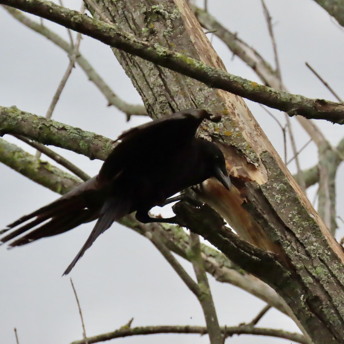 American Crow - Jocelyn K