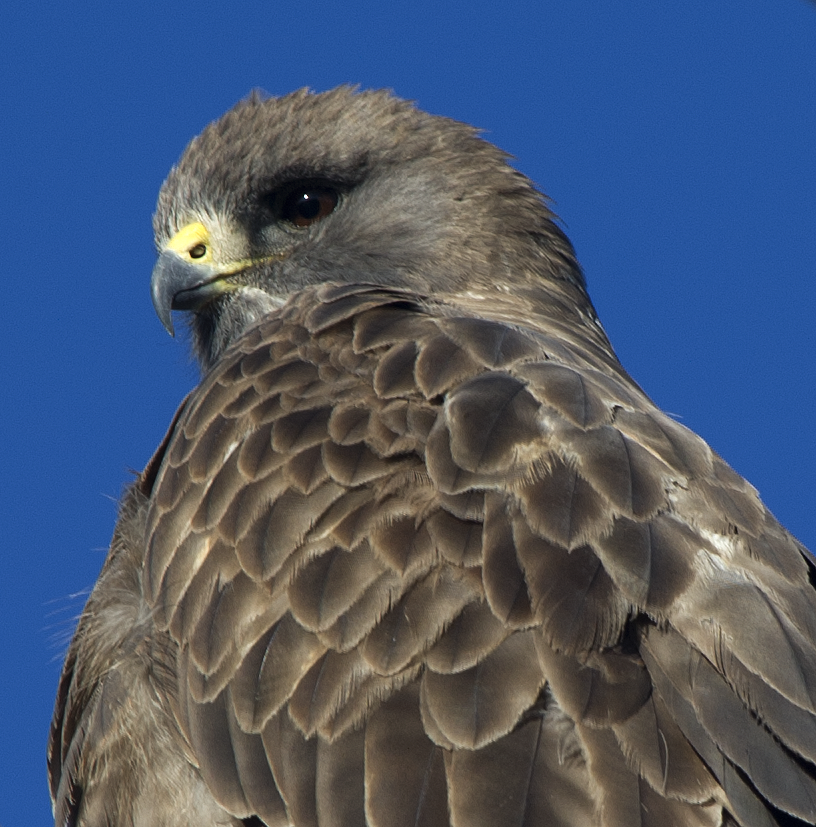 Swainson's Hawk - johnny powell