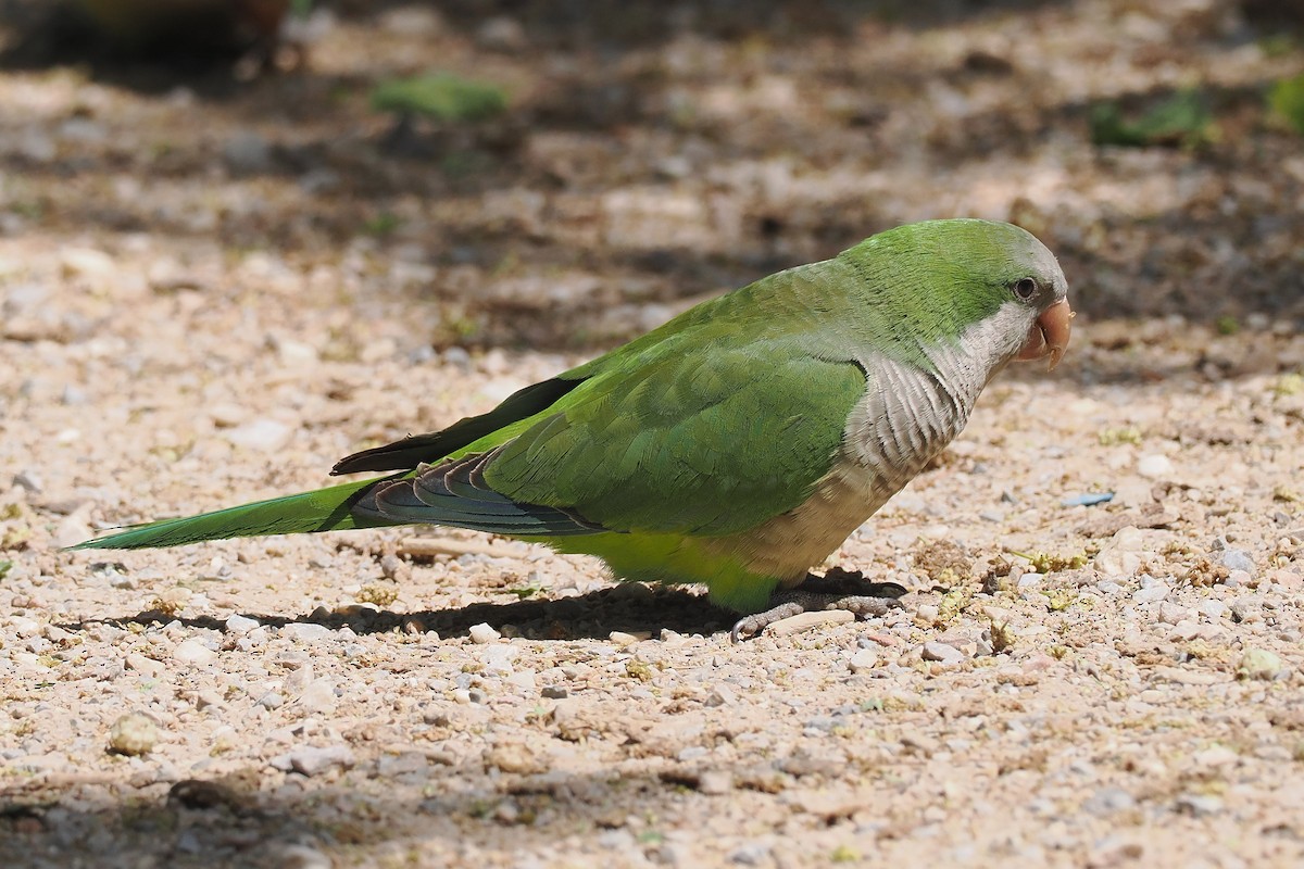 Monk Parakeet - Donna Pomeroy