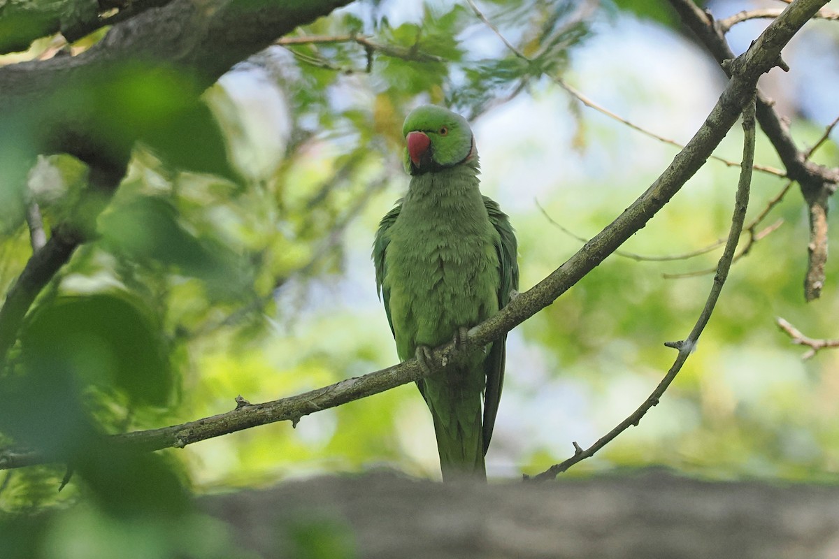 Rose-ringed Parakeet - Donna Pomeroy