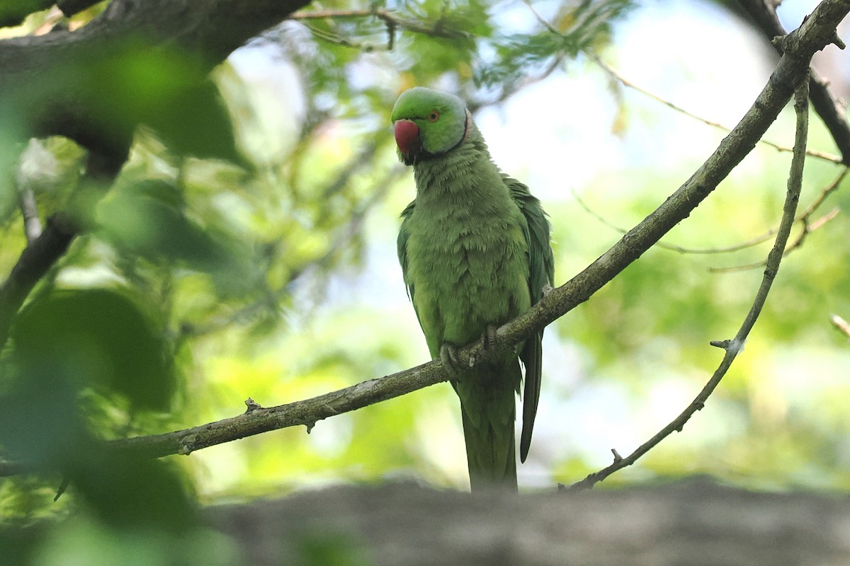 Rose-ringed Parakeet - Donna Pomeroy