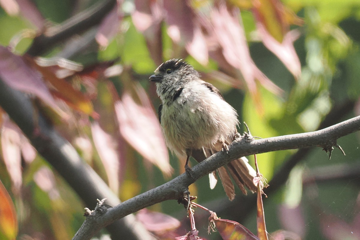 Long-tailed Tit - Donna Pomeroy