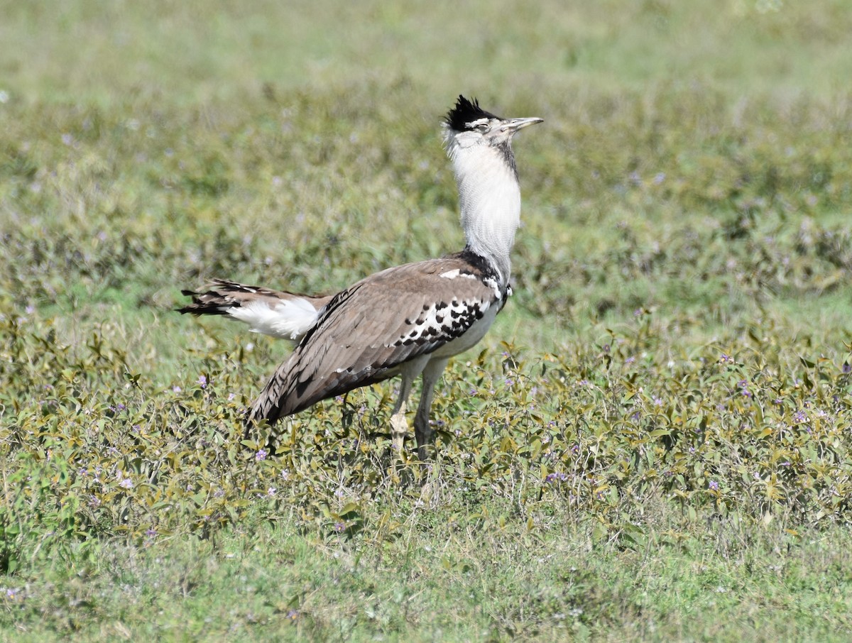 Kori Bustard - Chris Kieu