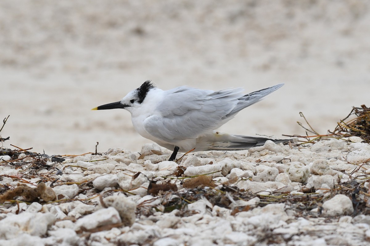 Sandwich Tern - Wendy N