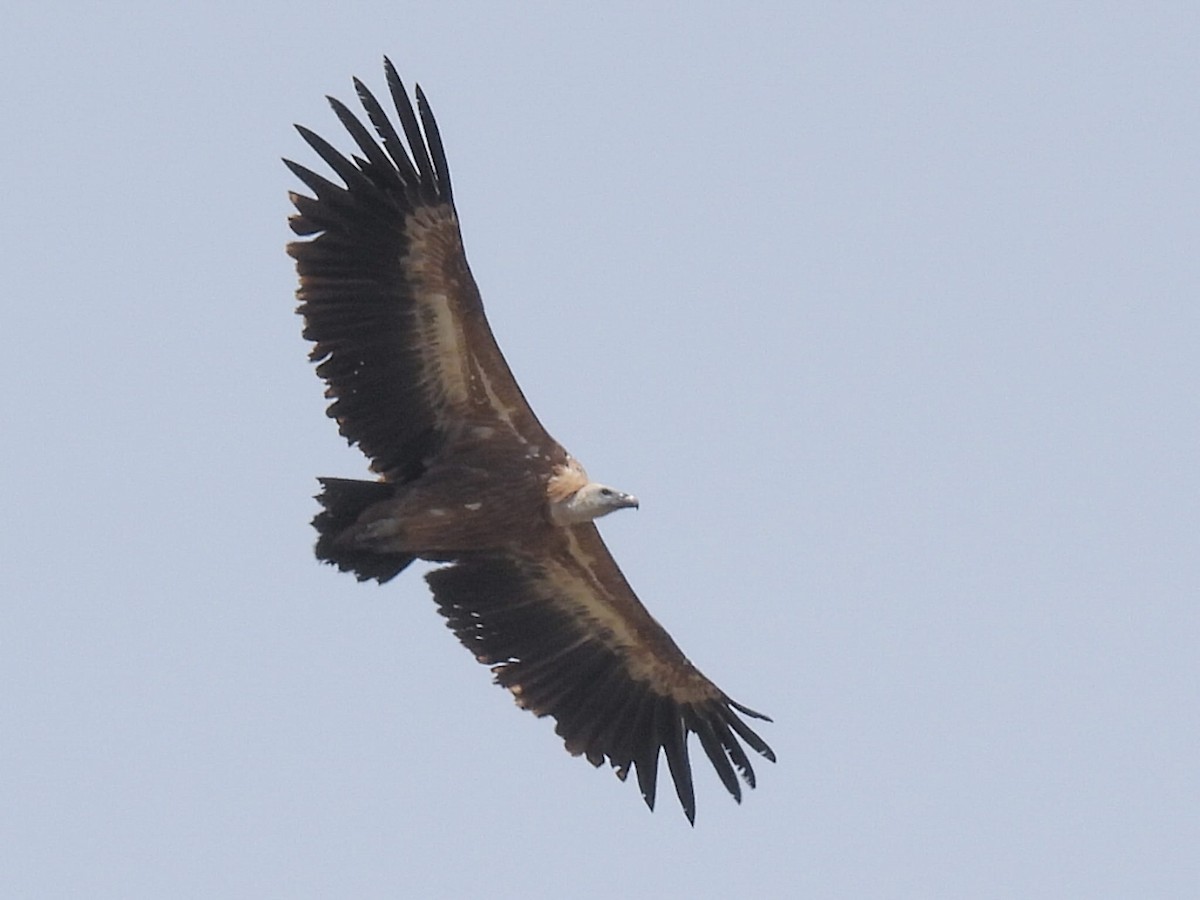 Eurasian Griffon - ML619395328