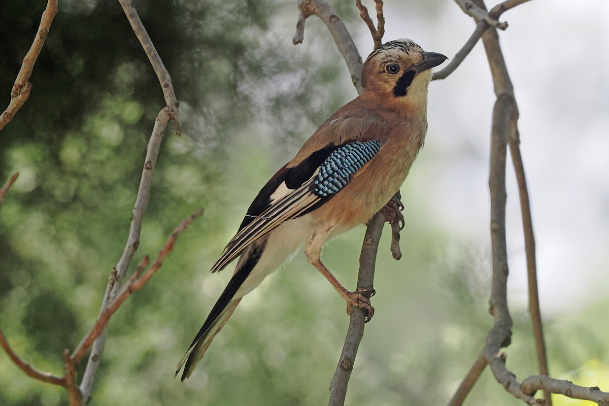 Eurasian Jay - Donna Pomeroy