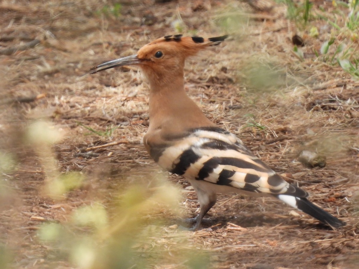 Eurasian Hoopoe - Eric van Balkum