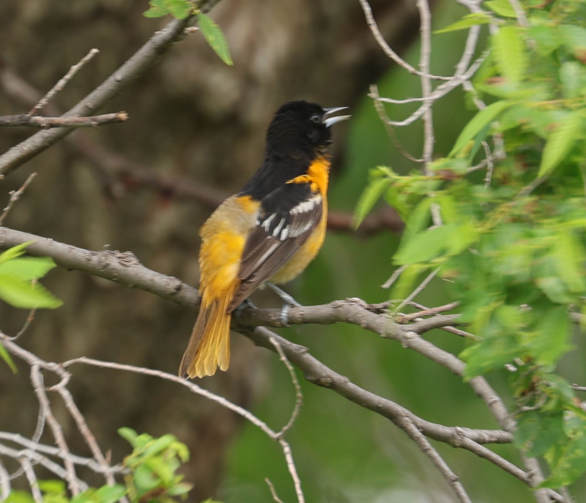 Baltimore Oriole - Jacob C. Cooper