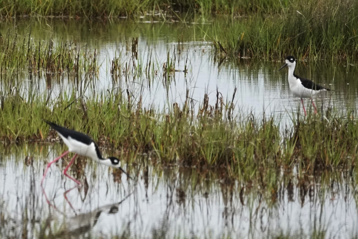 Black-necked Stilt - Dick Plambeck