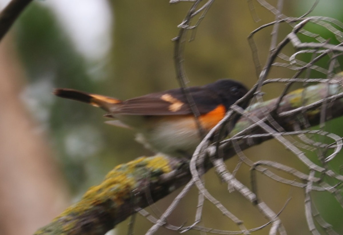 American Redstart - ML619395347