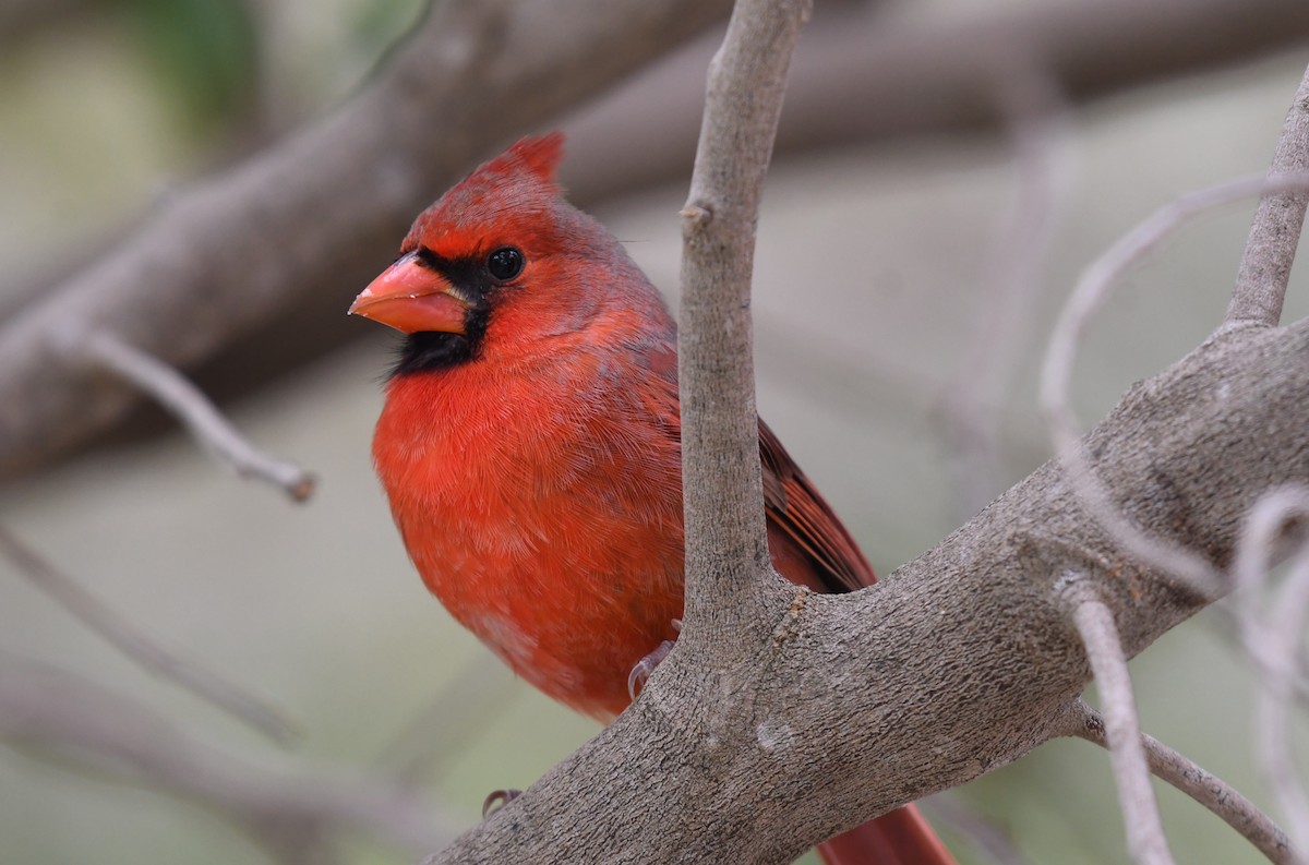 Northern Cardinal - Wendy N