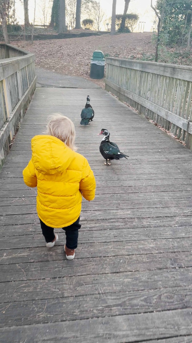 番鴨(馴化)(薑母鴨) - ML619395367