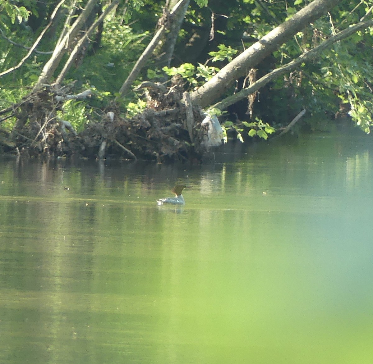 Common Merganser - Harriet Bell