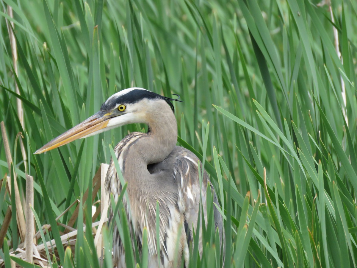 Great Blue Heron - Denise Moreault