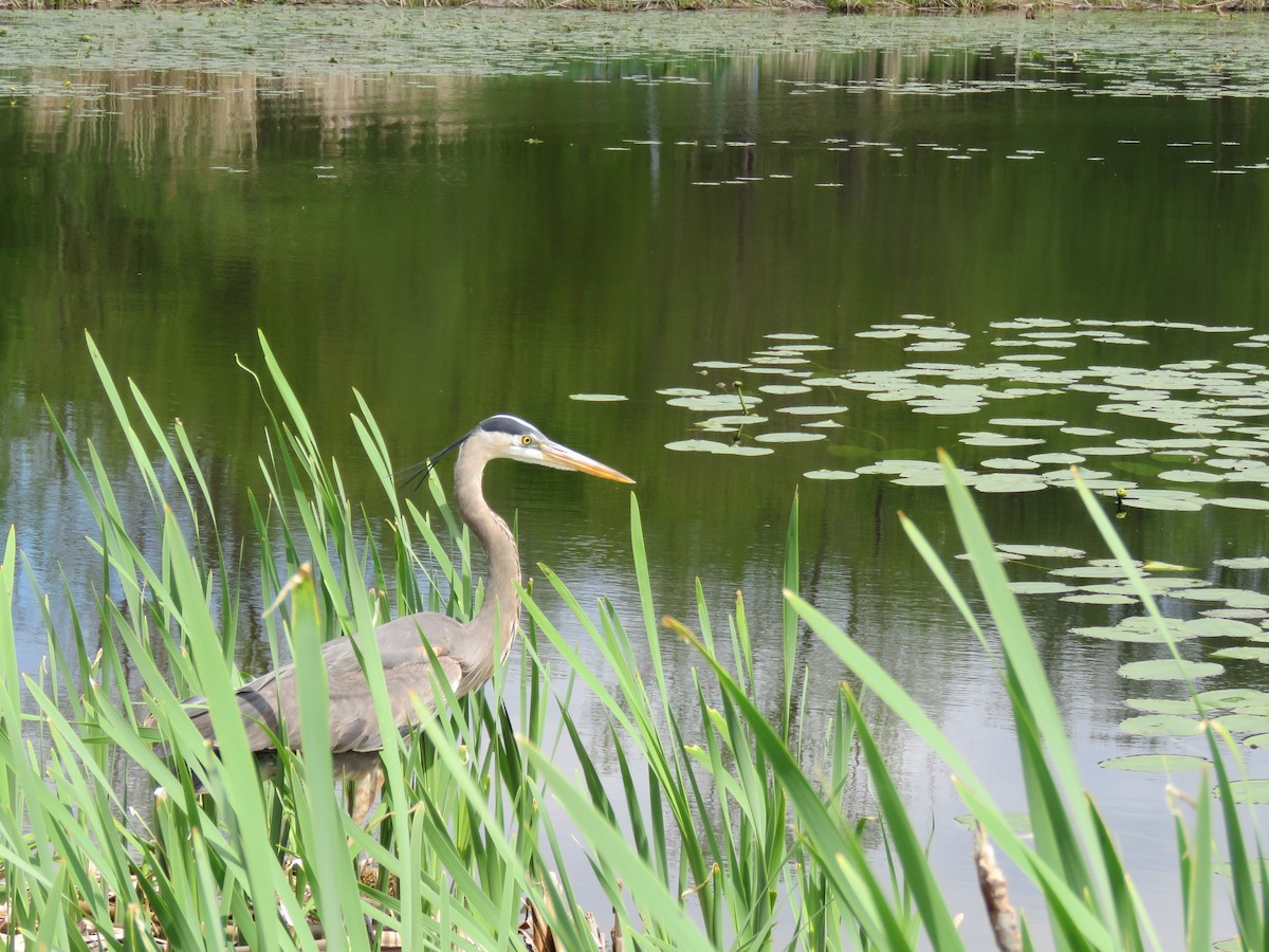 Great Blue Heron - Denise Moreault