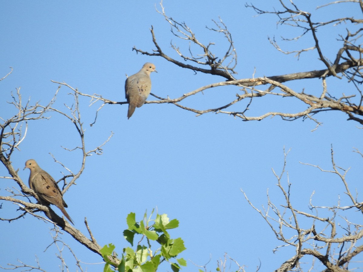 Mourning Dove - Mohini Rawool-Sullivan