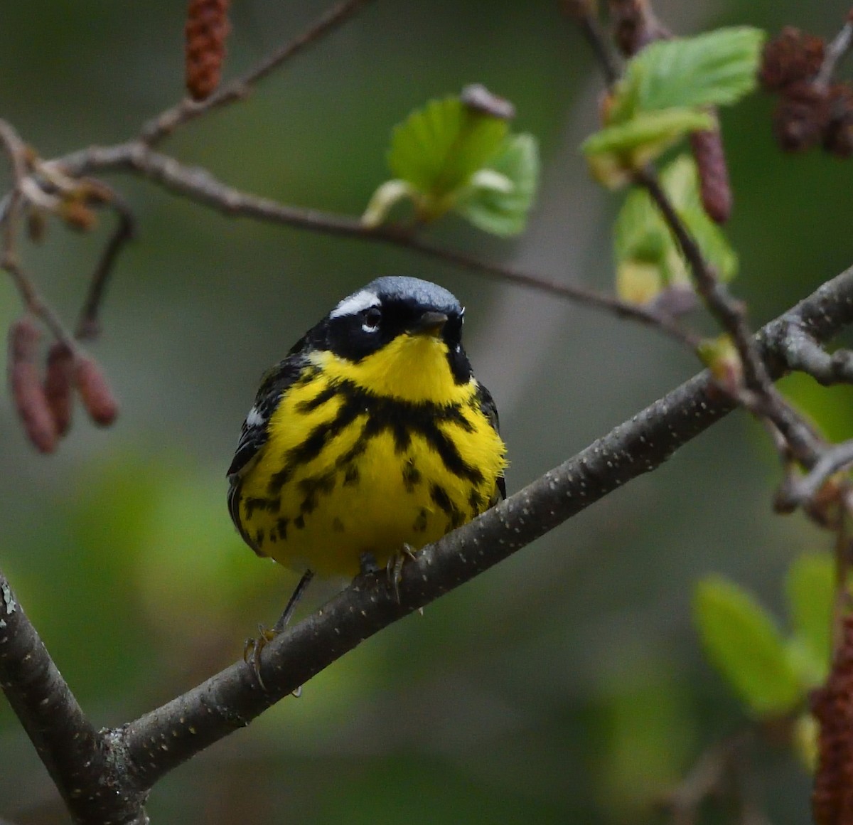 Magnolia Warbler - Sylvain Dallaire