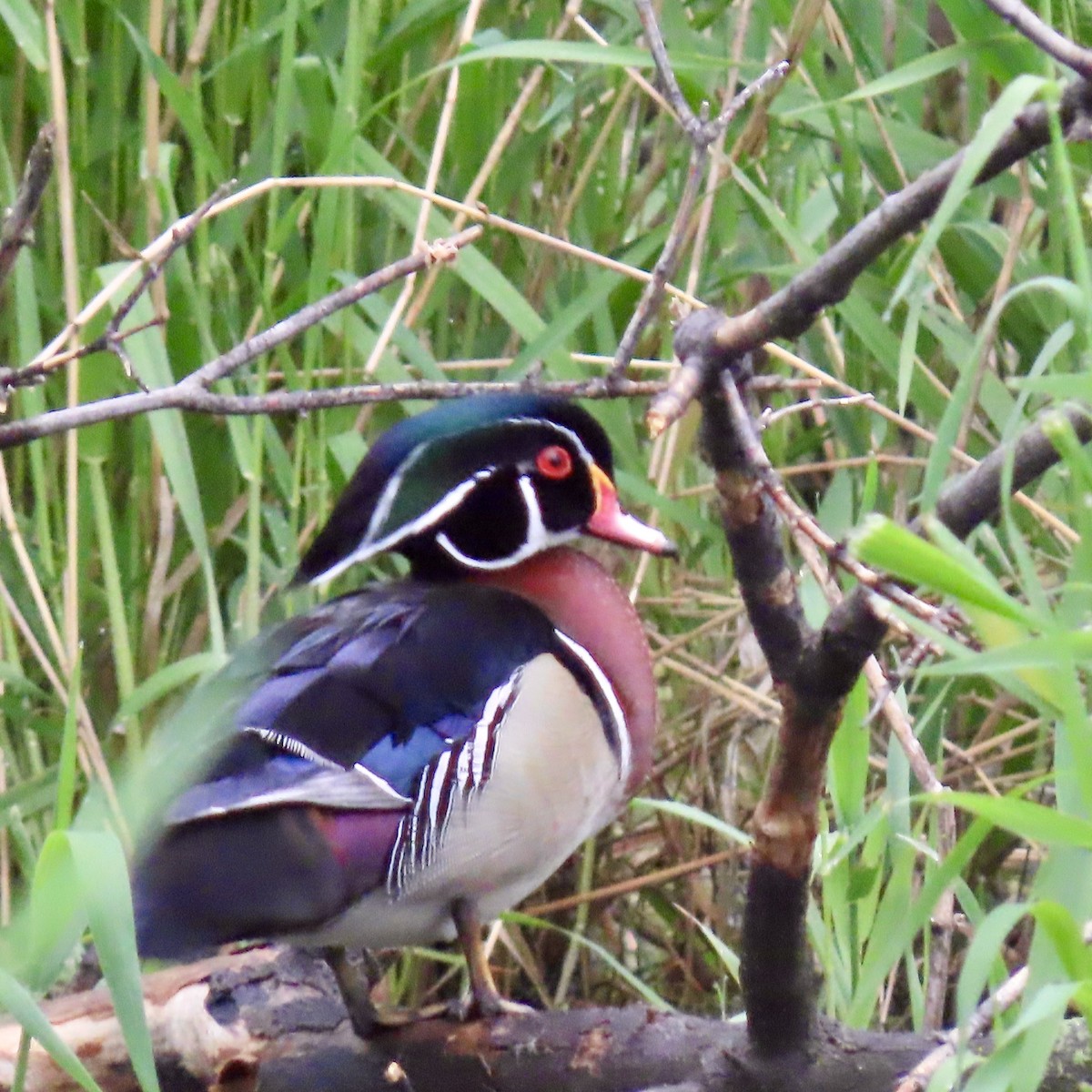 Wood Duck - Jocelyn K