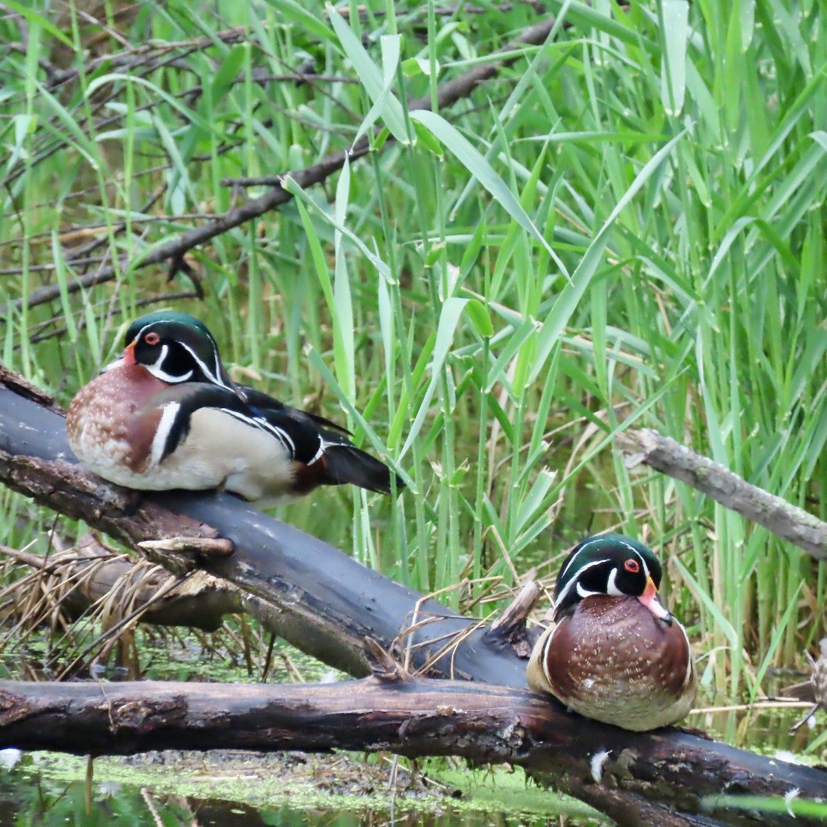 Wood Duck - Jocelyn K