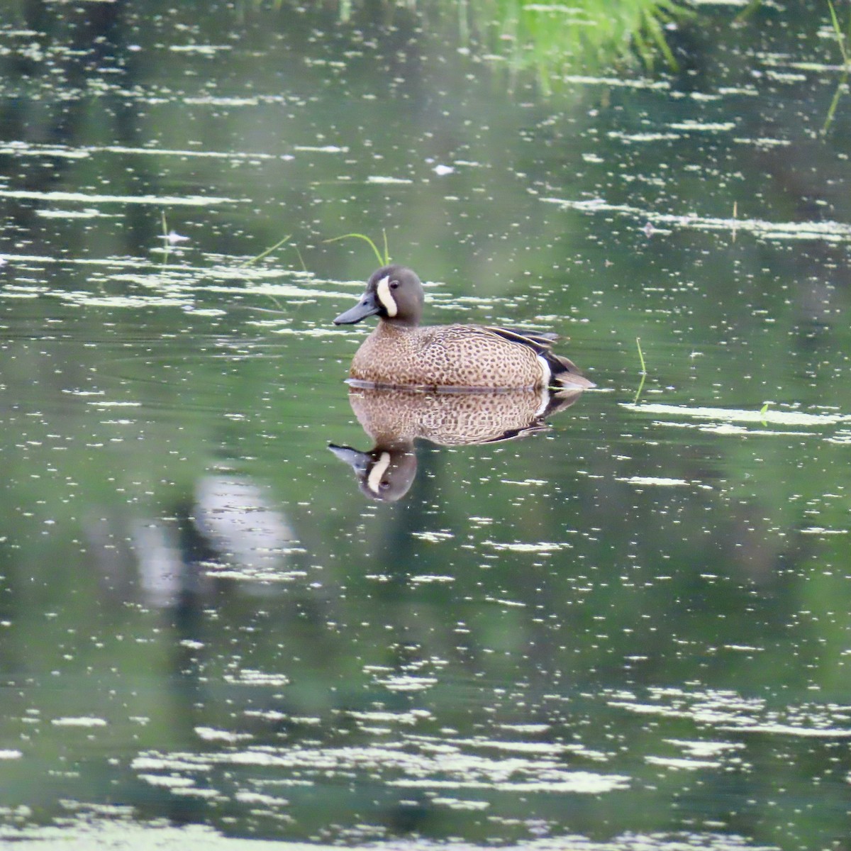 Blue-winged Teal - Jocelyn K