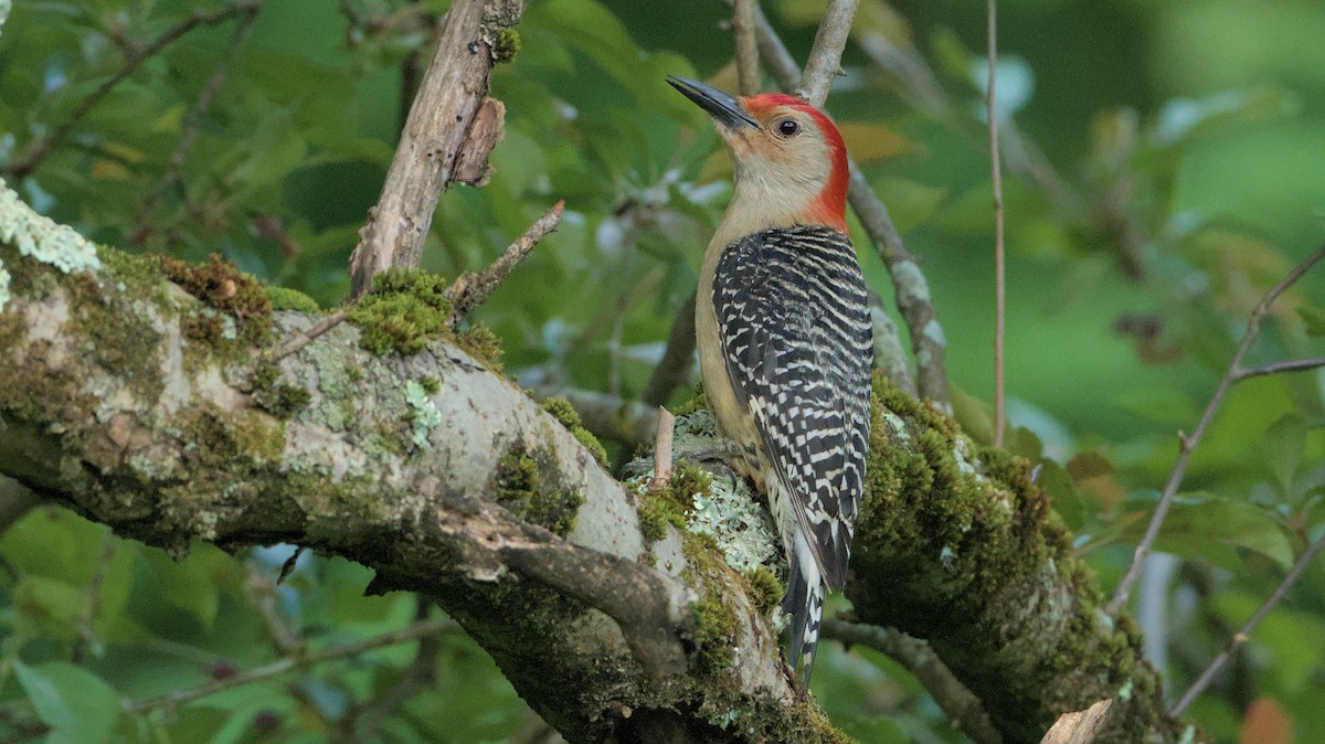 Red-bellied Woodpecker - Robert Howard