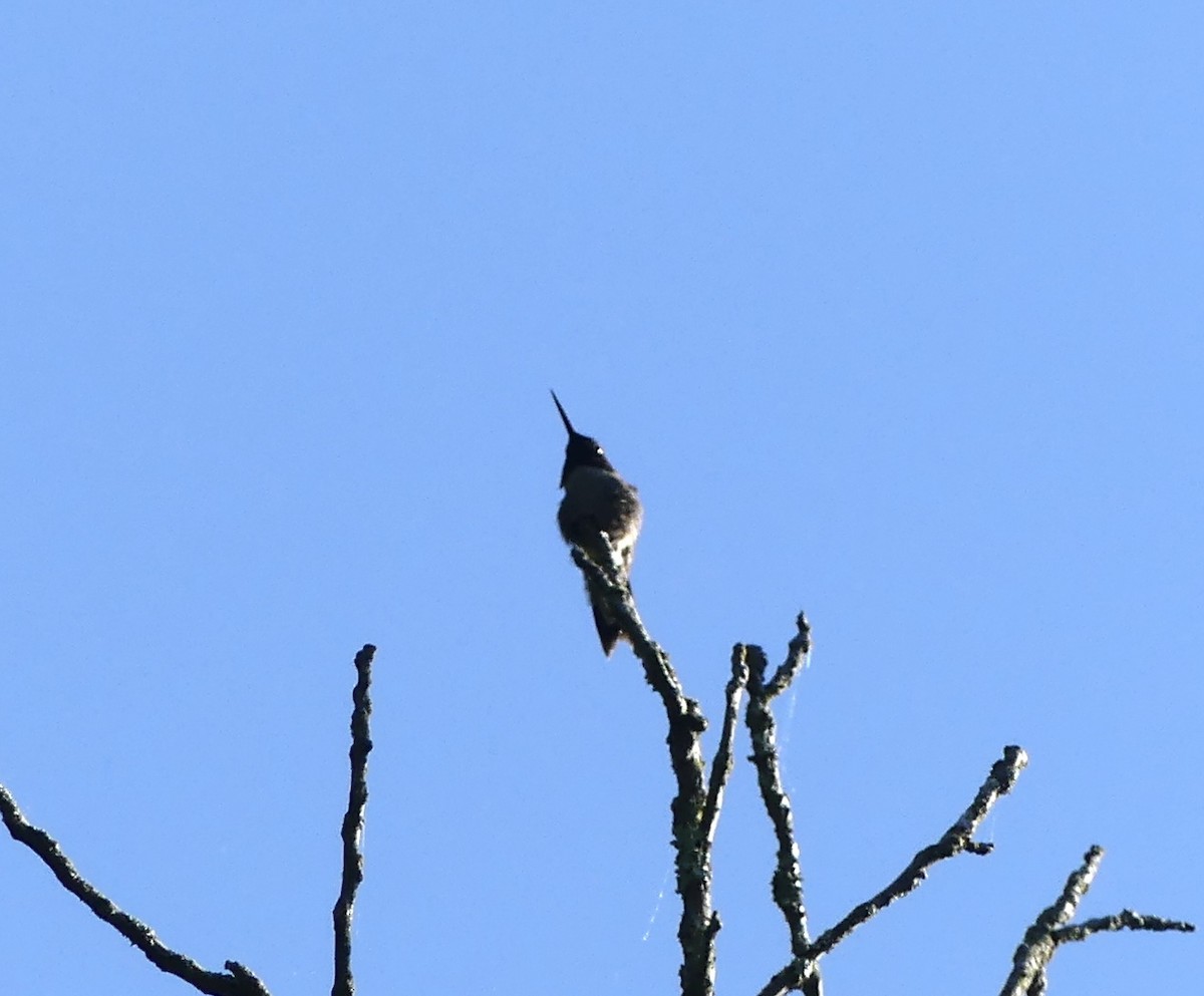 Ruby-throated Hummingbird - Harriet Bell