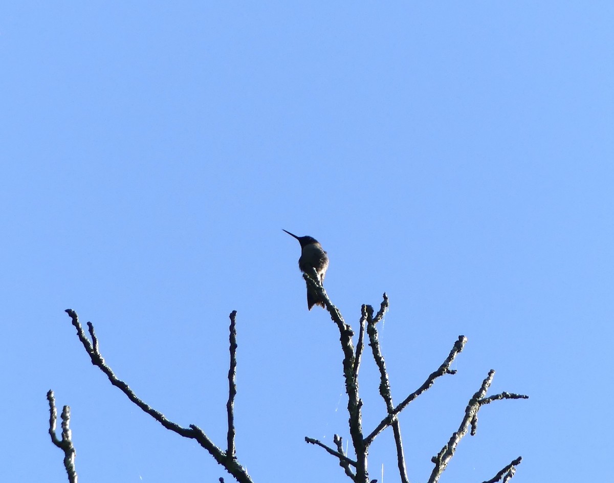 Ruby-throated Hummingbird - Harriet Bell